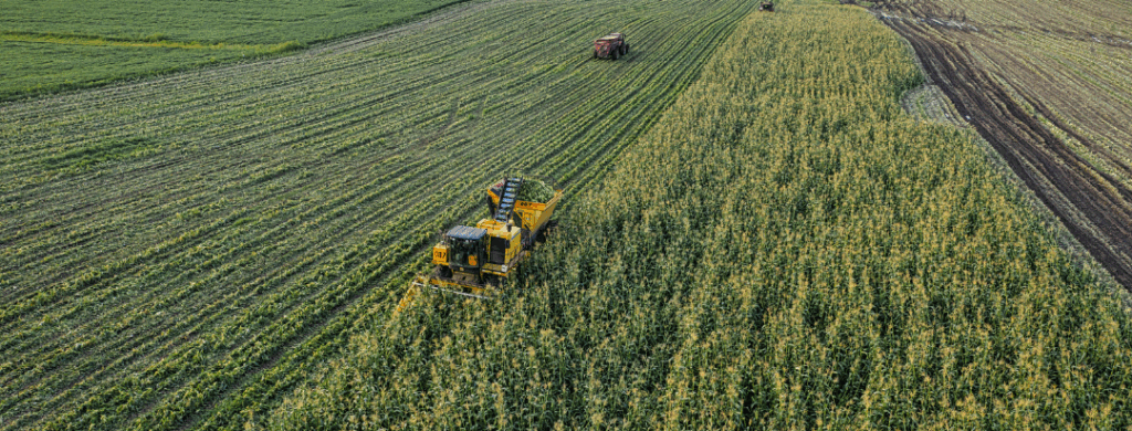colhendo - Multibelt Correias Industriais e Agrícolas