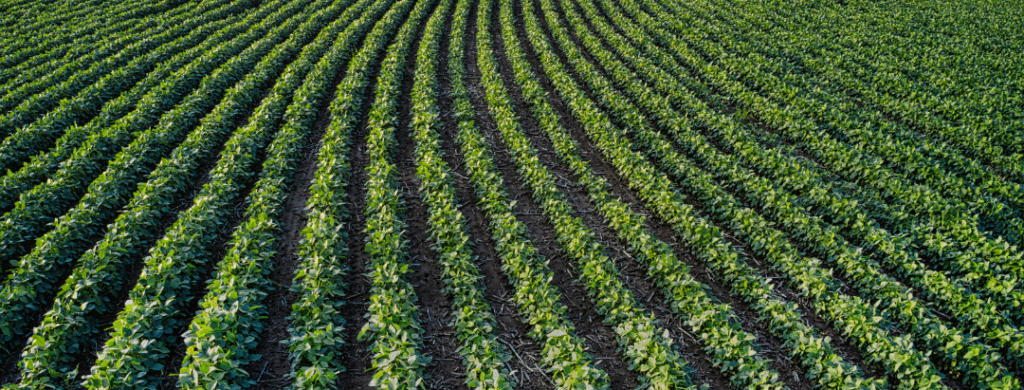 Plantação - Multibelt Correias Industriais e Agrícolas